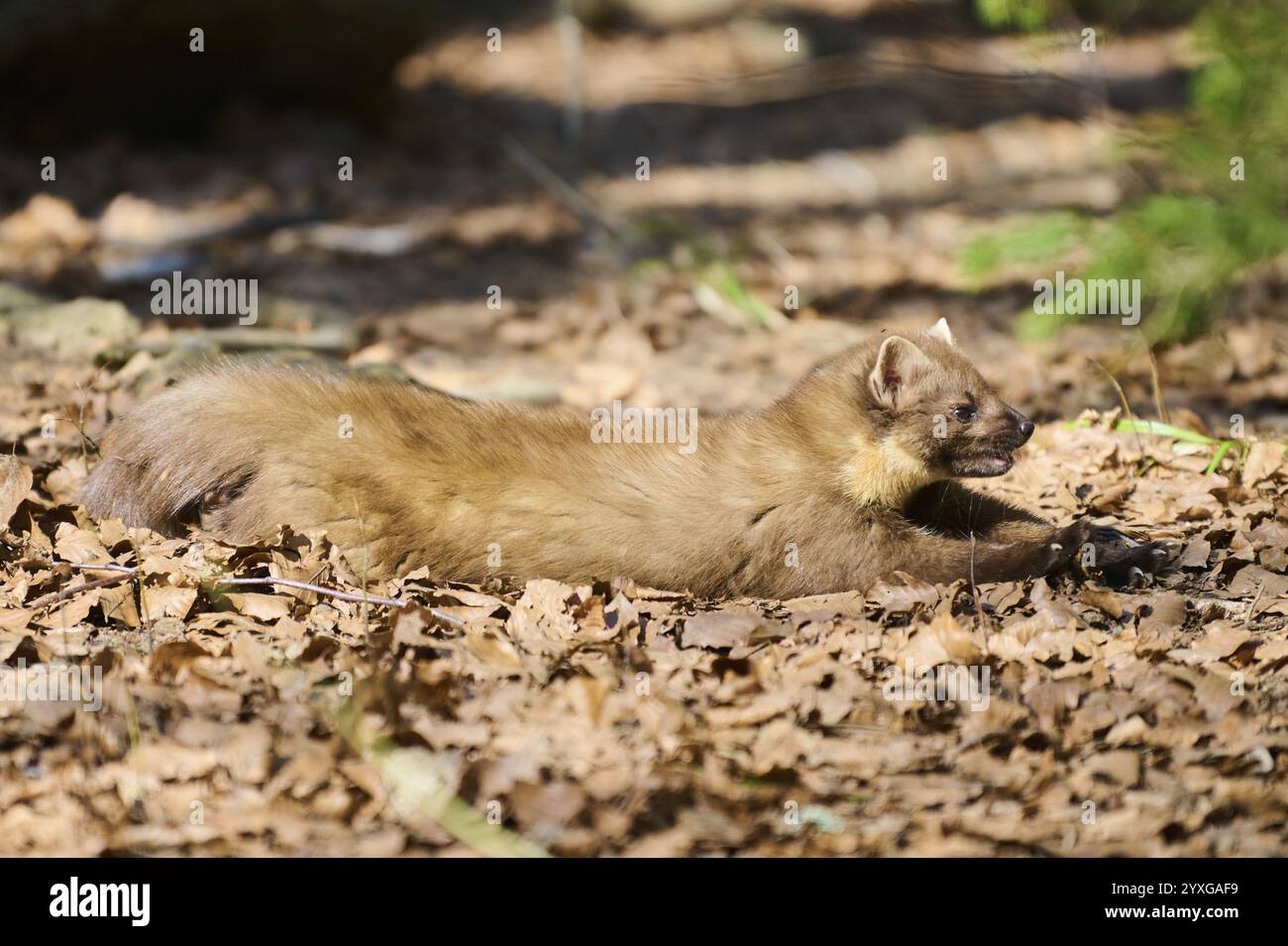 Europäischer Kiefernmarder (Martes martes) in einem Wald, Bayern, Deutschland, Europa Stockfoto