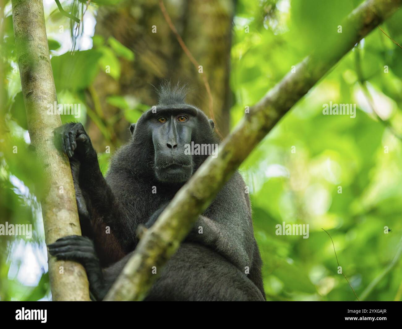 Schwarzhaubenmakaken (Macaca nigra), Tangoko Nationalpark, Sulawesi, Indonesien, Asien Stockfoto