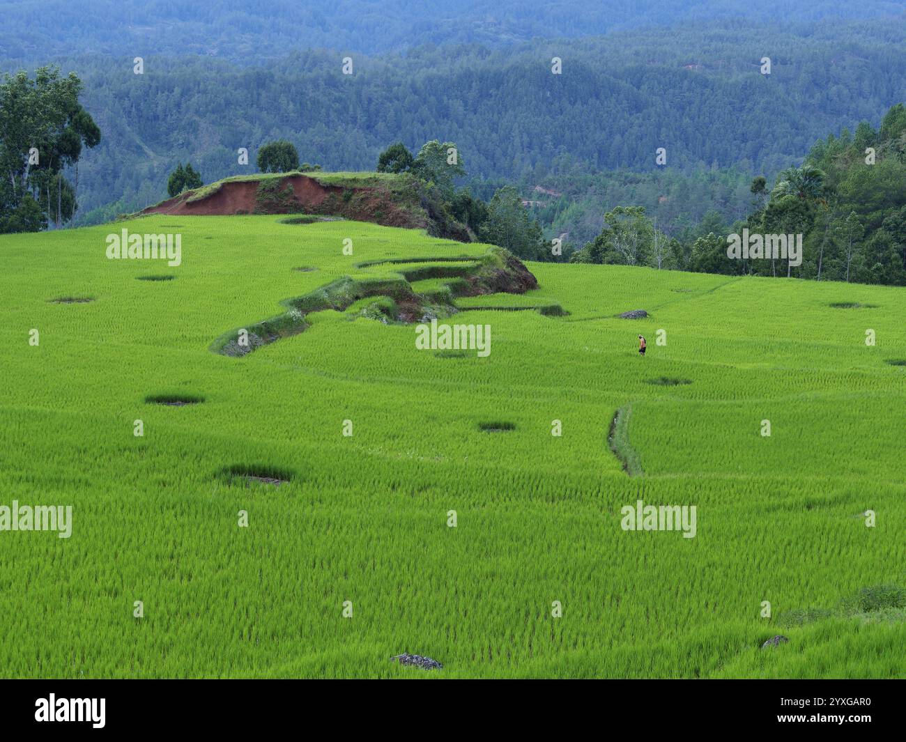 Landschaft mit grünen Reisterrassen, Tana Toraja, Sulawesi, Indonesien, Asien Stockfoto