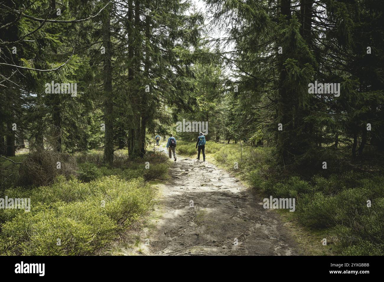 Weg von Gentiana bavarica zum Kleinen Arber, Bayerischer Wald, Bayern, Deutschland, Europa Stockfoto