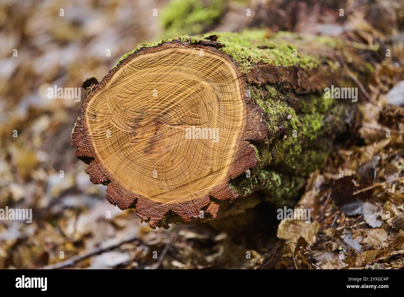 Cutten Silberbirke (Betula pendula) Baumstamm in einem Wald, Franken, Bayern, Deutschland, Europa Stockfoto