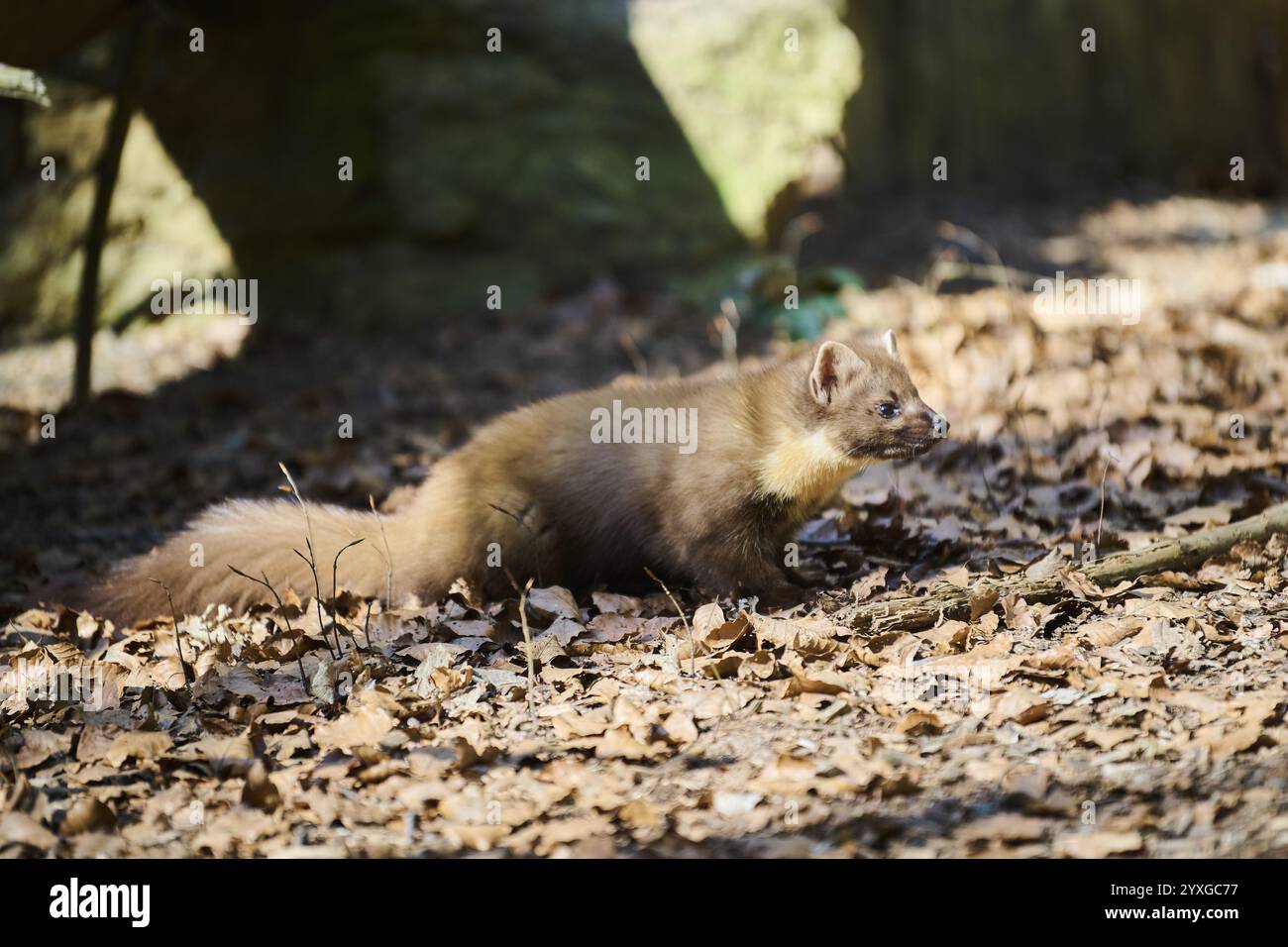Europäischer Kiefernmarder (Martes martes) in einem Wald, Bayern, Deutschland, Europa Stockfoto