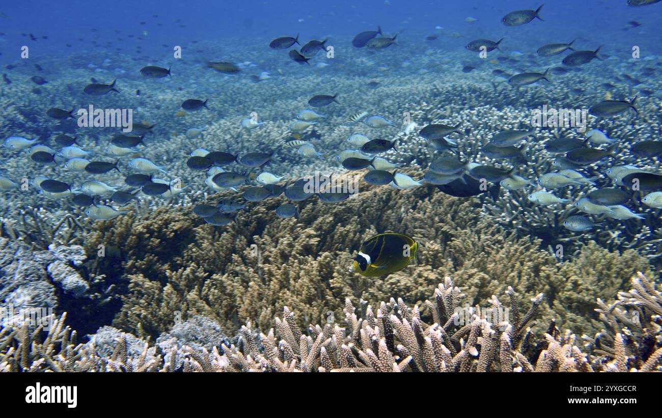 Schwärme von sichelförmigen Butterflyfischen (Chaetodon lunula), die über einem reichen Korallenriff schweben, Tauchplatz SD, Nusa Ceningan, Nusa Penida, Bali, Indonesien, Asien Stockfoto