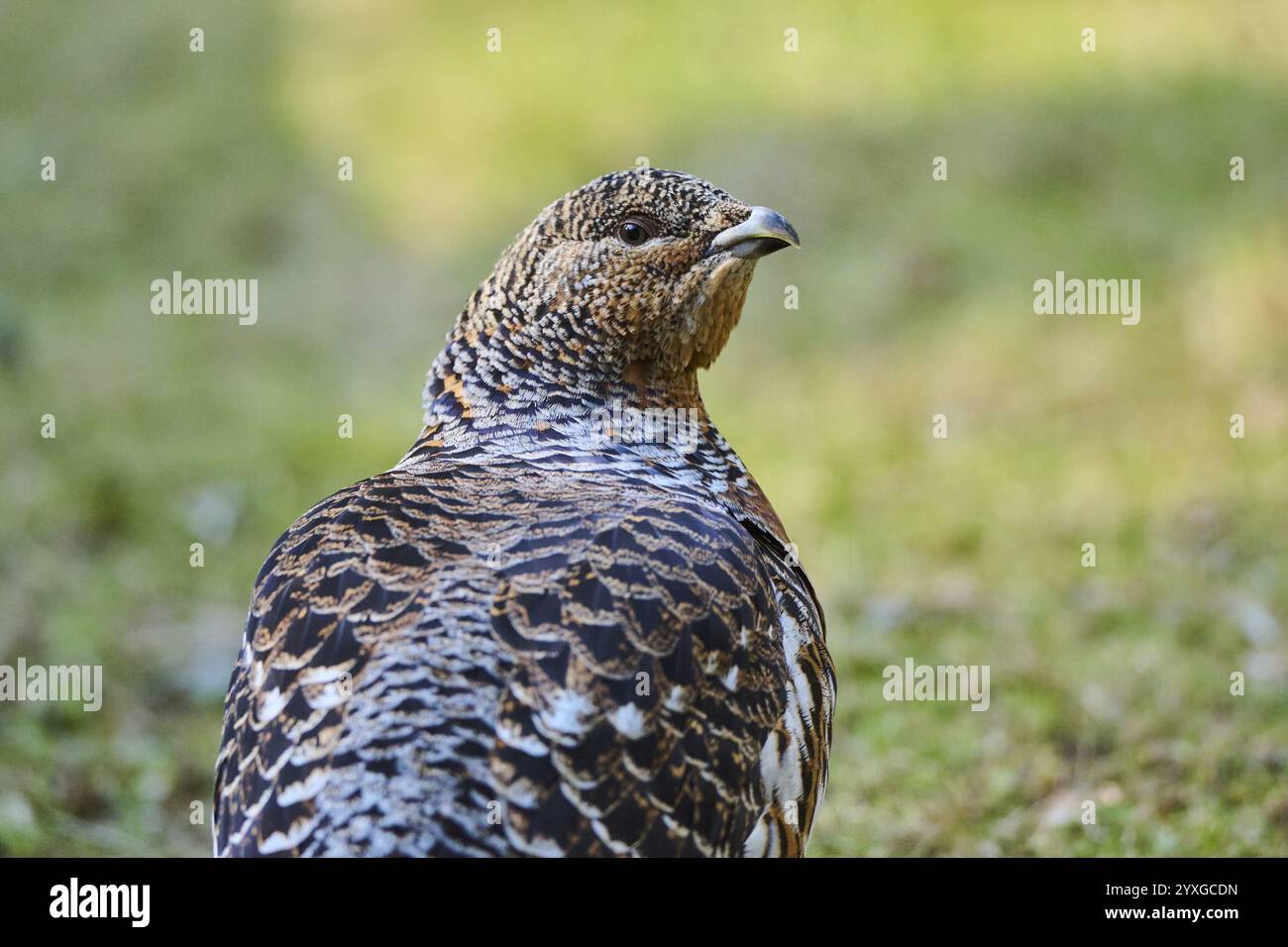 Auerhuhn (Tetrao urogallus) weibliches Porträt, Bayern, Deutschland, Europa Stockfoto