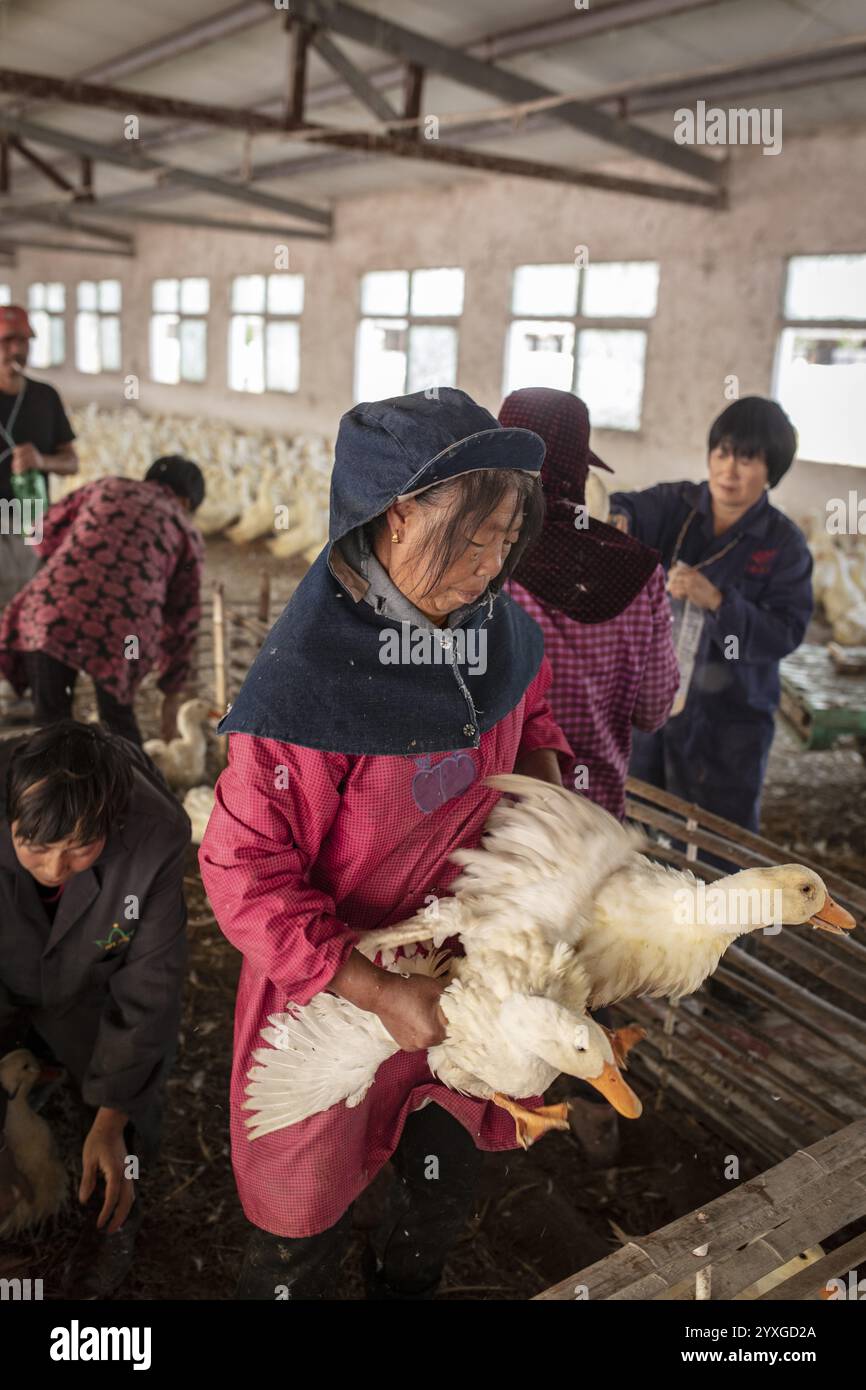Enten, die im Entenzuchtzentrum Jiang Su Xiang GUI Breeding Co. Geimpft werden. Ltd, Xiang Shui County, China, Asien Stockfoto