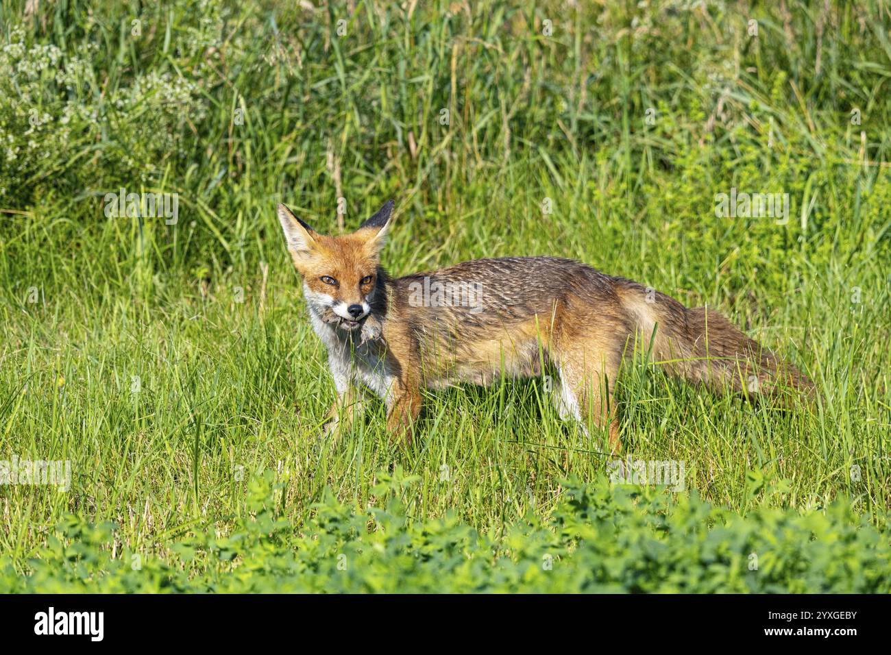 Fuchs (Vulpes vulpes) Rehkitz Jagd Mäuse Deutschland Stockfoto