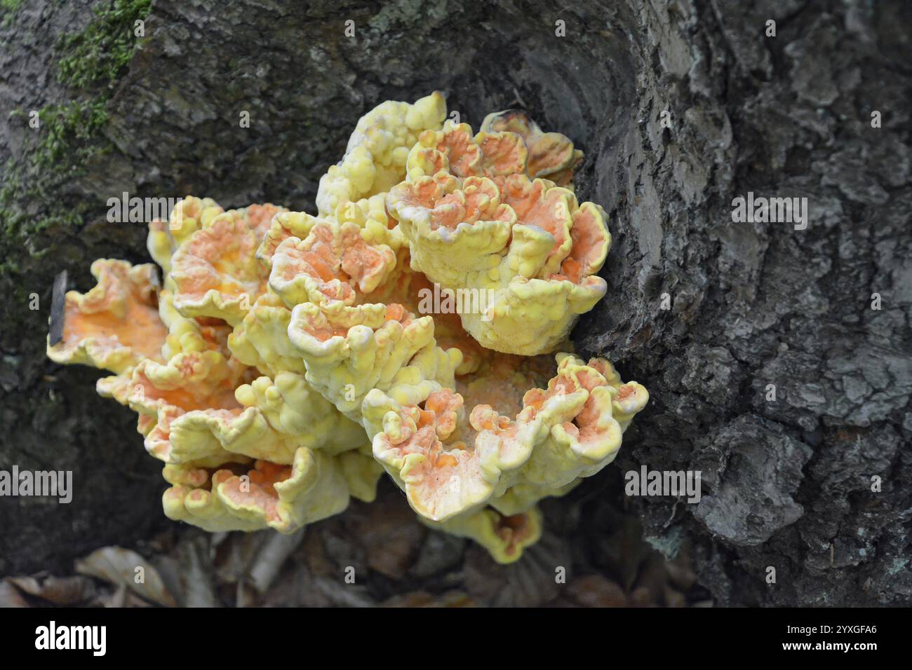 Nahaufnahme eines lebhaften laetiporus sulphureus, allgemein bekannt als Waldpilz, der auf der Rinde eines Baumes wächst und seinen einzigartigen Tiegel zeigt Stockfoto
