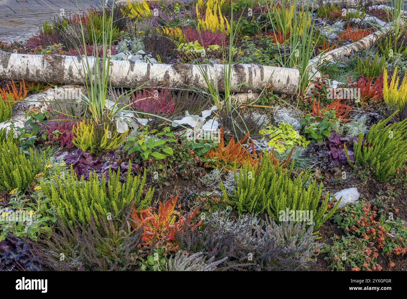 Herbstgrünbett mit Heidekraut (Erica), in der Fußgängerzone, Kempten, Allgäu, Bayern, Deutschland, Europa Stockfoto