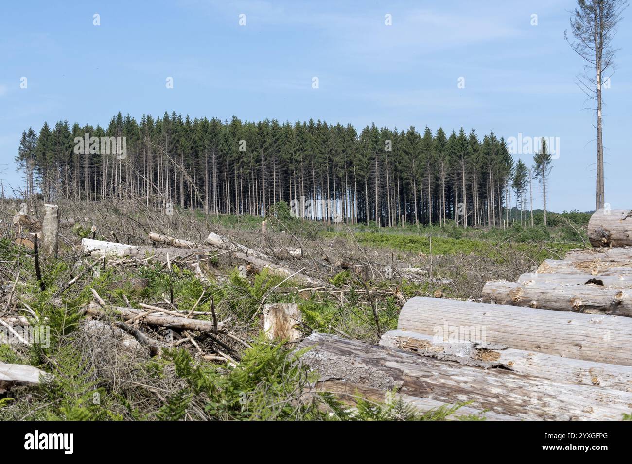 Fichtenwald durch Rindenkäfer und Sturm zerstört Stockfoto