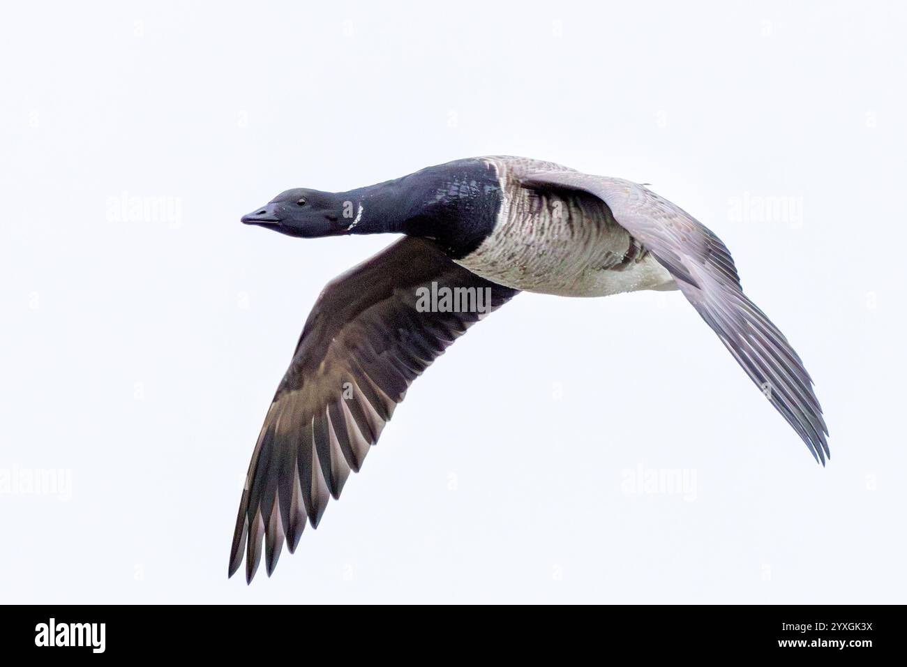 Die Brent-Gans ernährt sich von Seegras und Algen. Dieses Foto wurde auf Bull Island, Dublin, Irland, aufgenommen. Stockfoto