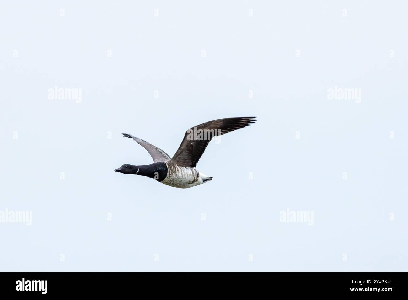 Die Brent-Gans ernährt sich von Seegras und Algen. Dieses Foto wurde auf Bull Island, Dublin, Irland, aufgenommen. Stockfoto