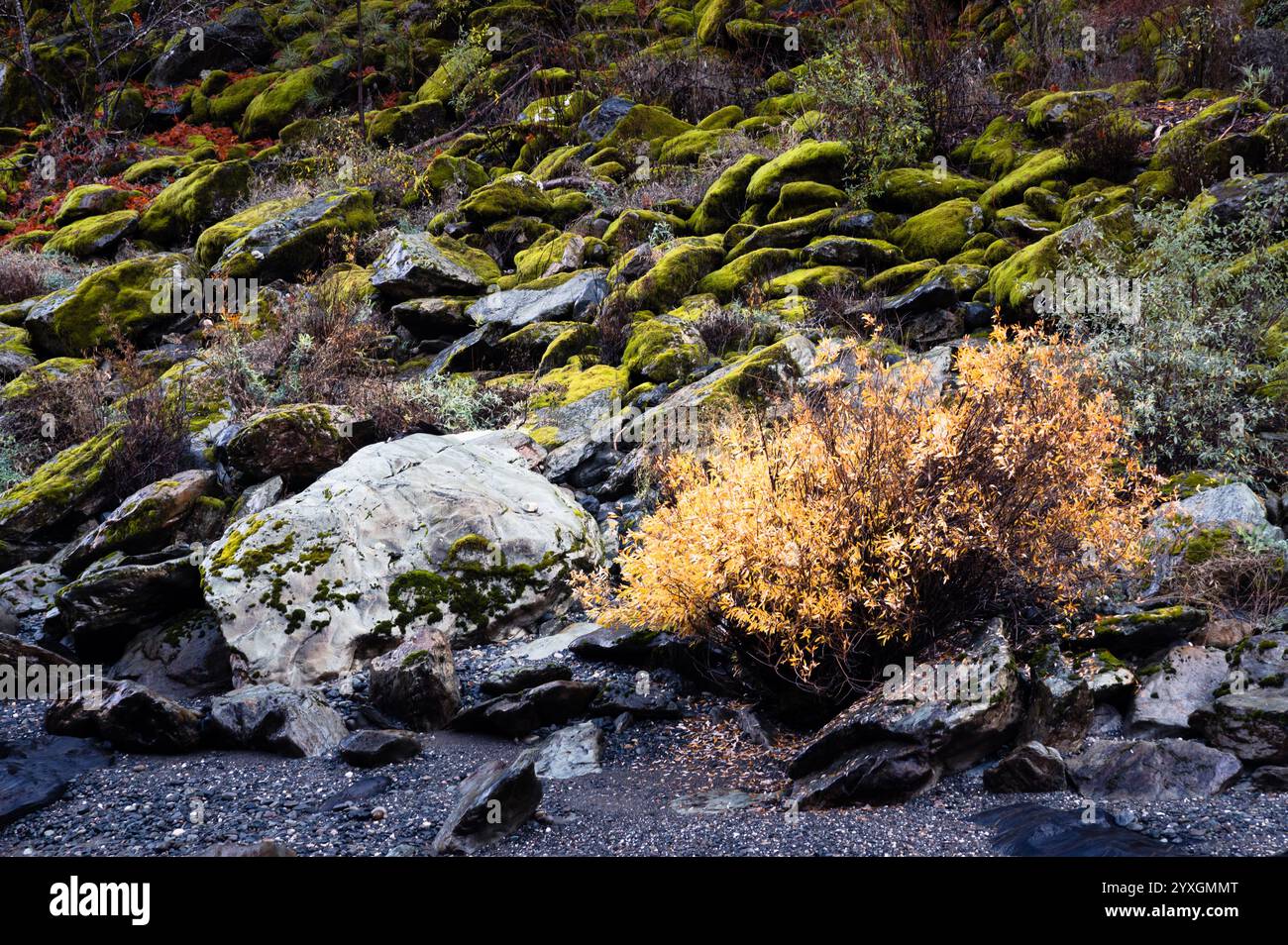 Ein felsiges, moosiges Flussufer mit einem großen Felsen und einem Busch mit gelben Blättern im Herbst Stockfoto