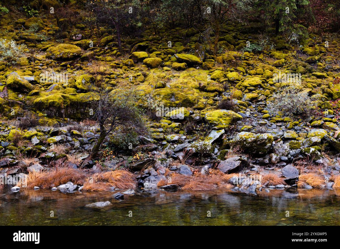 Moosige Felsenküste am North Fork American River in Colfax, Kalifornien Stockfoto