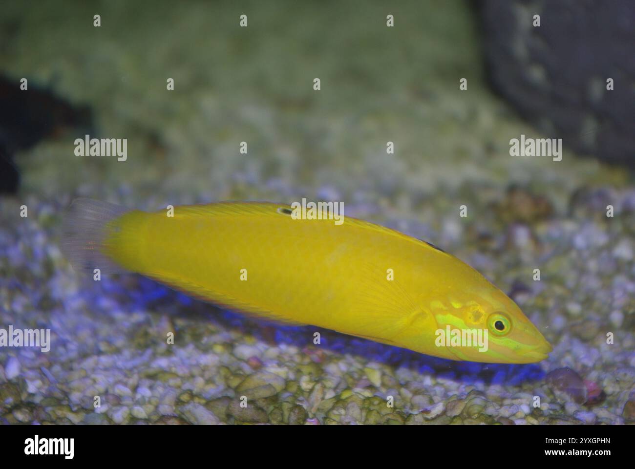 Kanarische Lippfisch, Halichoeres chrysus Stockfoto