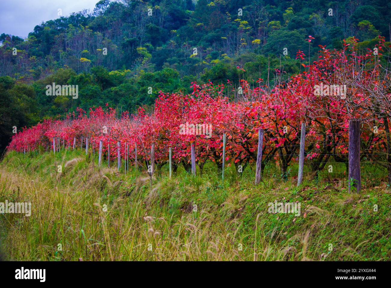 Eine Reihe von Herbstbäumen mit leuchtenden roten Blättern und malerischen grünen Hügeln. Stockfoto