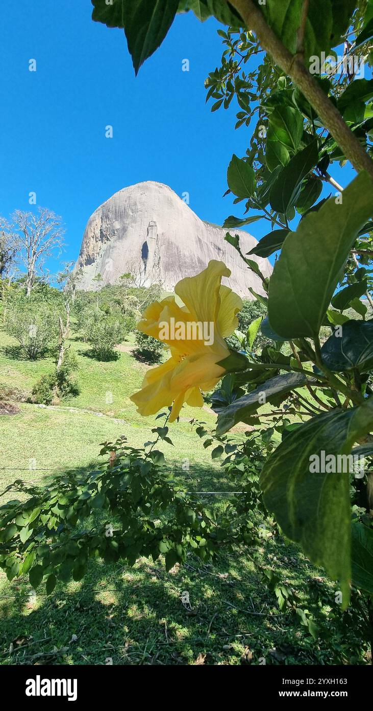 Dieses Foto zeigt eine atemberaubende gelbe Hibiskusblüte in voller Blüte. Stockfoto