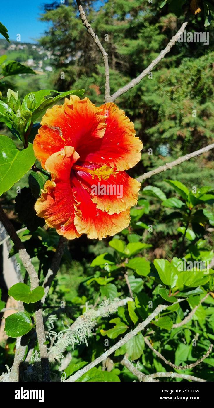 Dieses Foto zeigt eine atemberaubende orange Hibiskusblüte in voller Blüte. Stockfoto