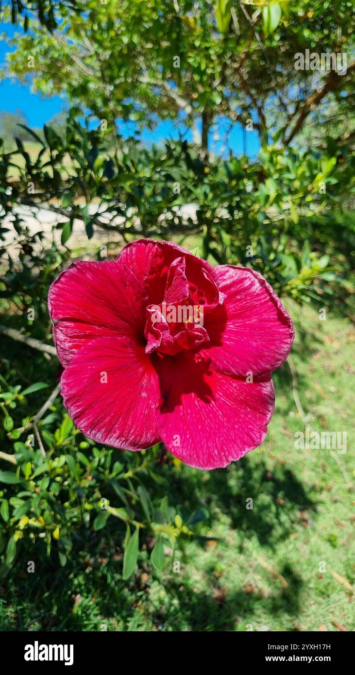 Dieses Foto zeigt eine atemberaubende weinende Hibiskusblüte in voller Blüte. Stockfoto