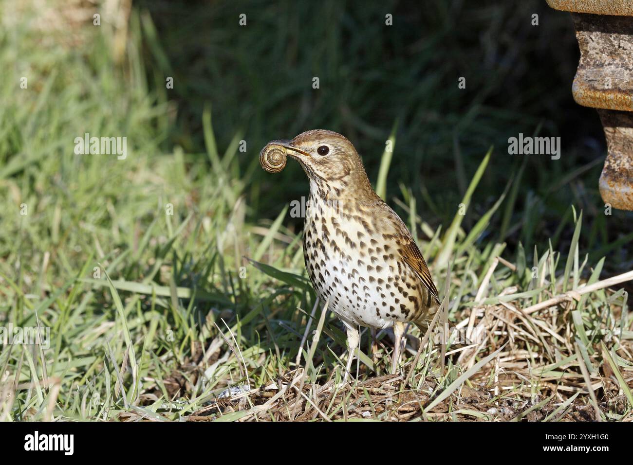 Lied Thrush mit Schnecke Stockfoto