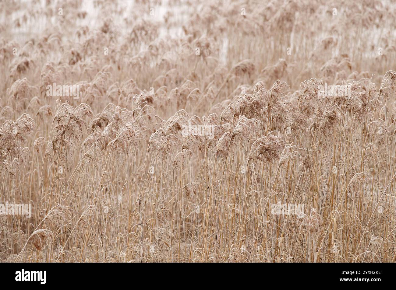 Raureif auf einem Woolgrass-Feld (Scirpus cyperinus) - eine Zierpflanze. Stockfoto