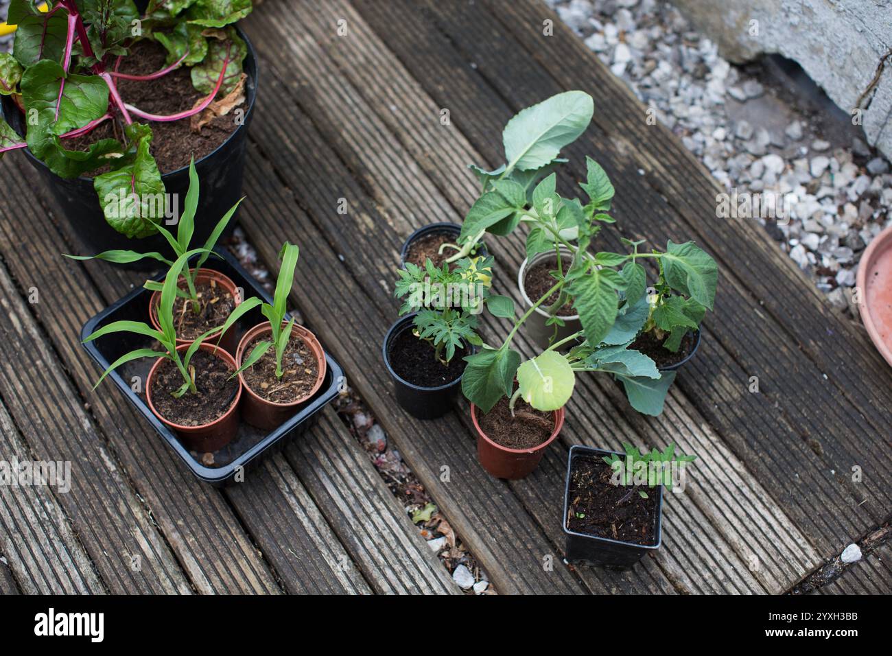 Junge Gemüsepflanzen, die in Töpfen auf einer Holzterrasse wachsen, bereit zum Anpflanzen in einem Garten in Hastings, East Sussex, England. Stockfoto