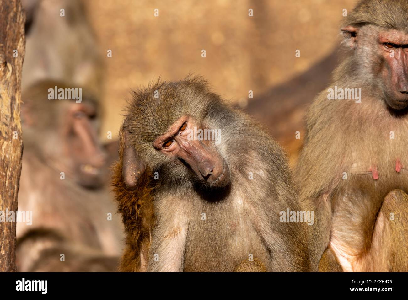 Paviane essen Früchte, Samen und Insekten. Foto in Kenias Savanne während einer Wildtier-Safari. Stockfoto