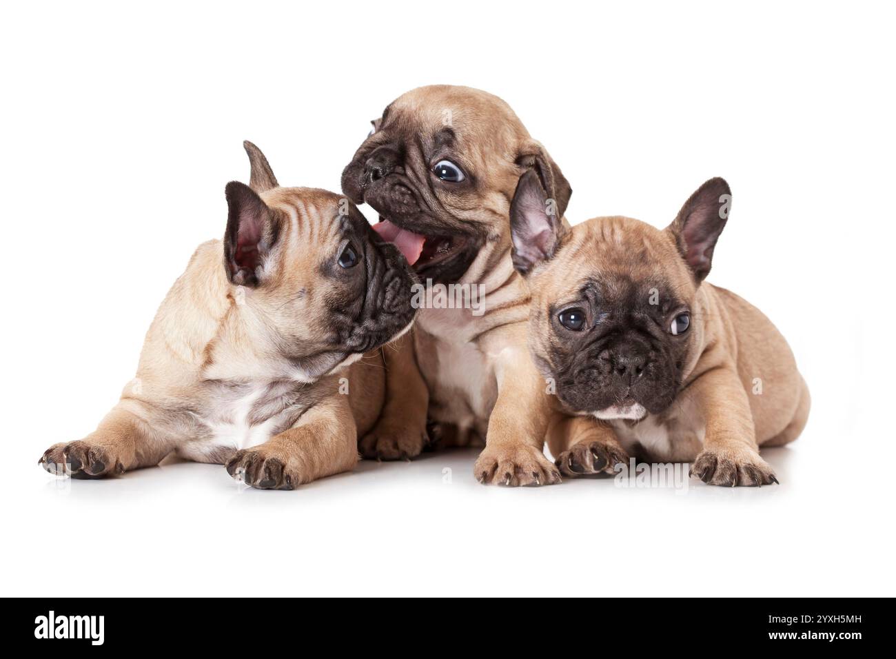 Porträt eines einmonatigen französischen Bulldogge-Welpen über weiß Stockfoto
