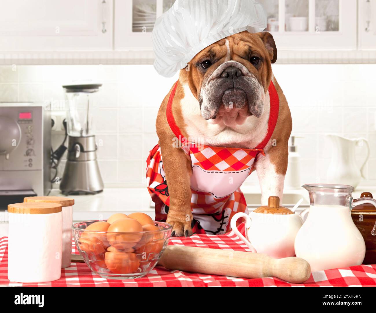 Englische Bulldogge in Kochmütze am Tisch mit Eiern und Milchkännchen Stockfoto