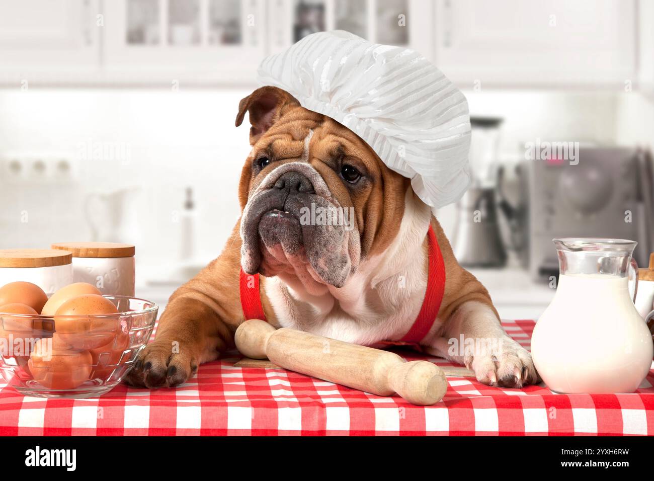 Englische Bulldogge mit Kochmütze am Tisch mit Eiern und Milchkännchen Stockfoto