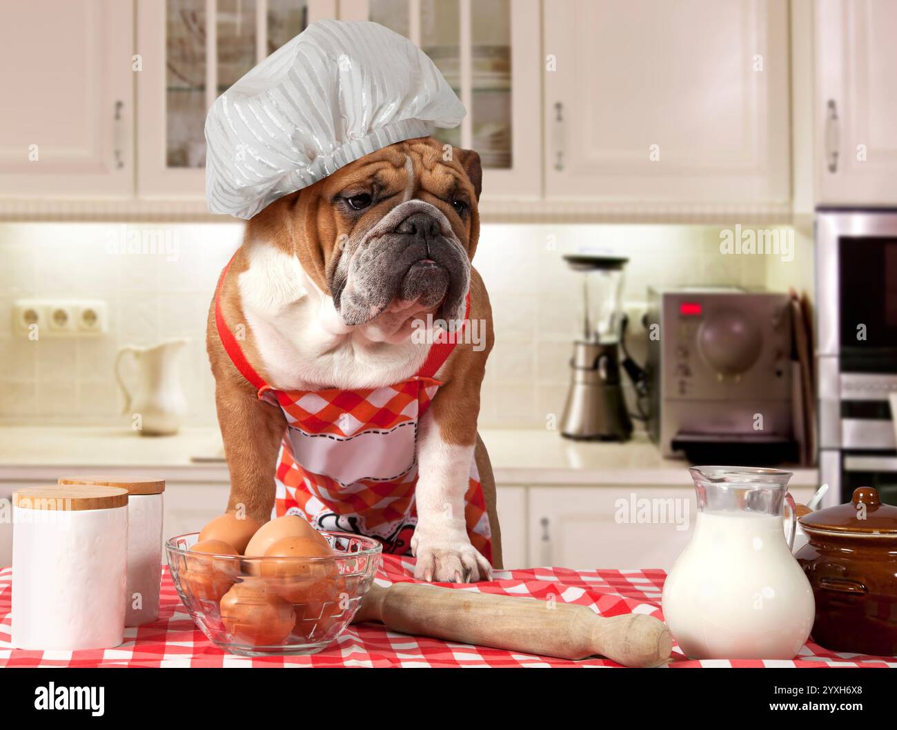 Englische Bulldogge in Kochmütze am Tisch mit Eiern und Milchkrug in der Küche Stockfoto