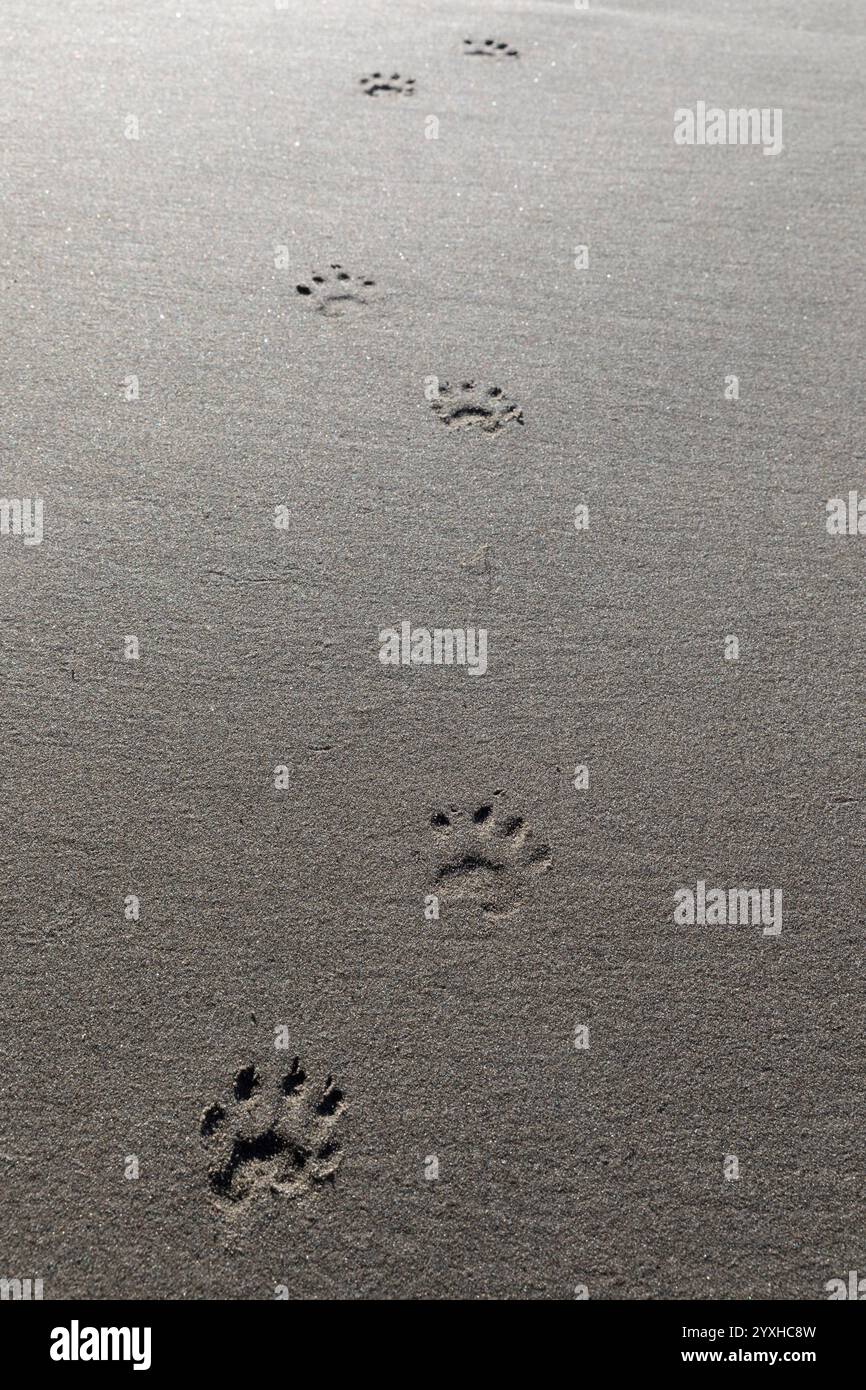 WA26314-00...... WASHINGTON: Waschbärabdrücke im Sand am Second Beach, Olympic National Park. Stockfoto WA26314-00...... WASHINGTON: Waschbärabdrücke im Sand am Second Beach, Olympic National Park. Stockfoto