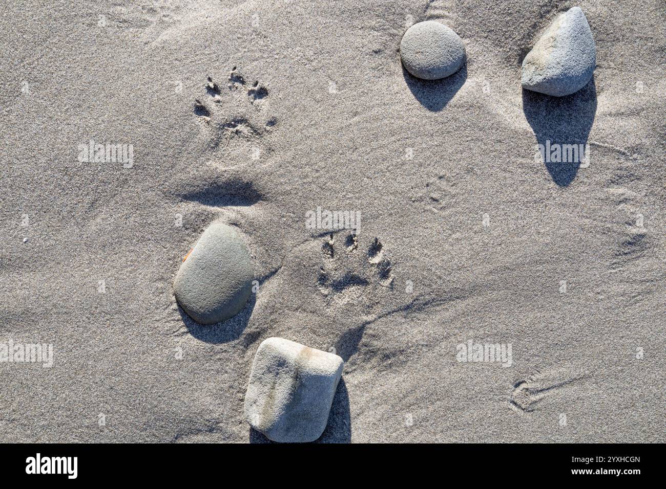 WA26316-00...... WASHINGTON: Waschbärabdrücke im Sand am Second Beach, Olympic National Park. Stockfoto WA26316-00...... WASHINGTON: Waschbärabdrücke im Sand am Second Beach, Olympic National Park. Stockfoto