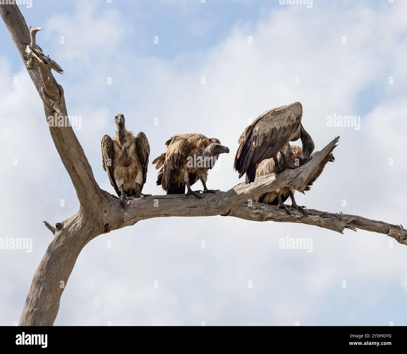 Drei Weissrückengeier und Rupells Gänsegeier auf einem Baum Stockfoto
