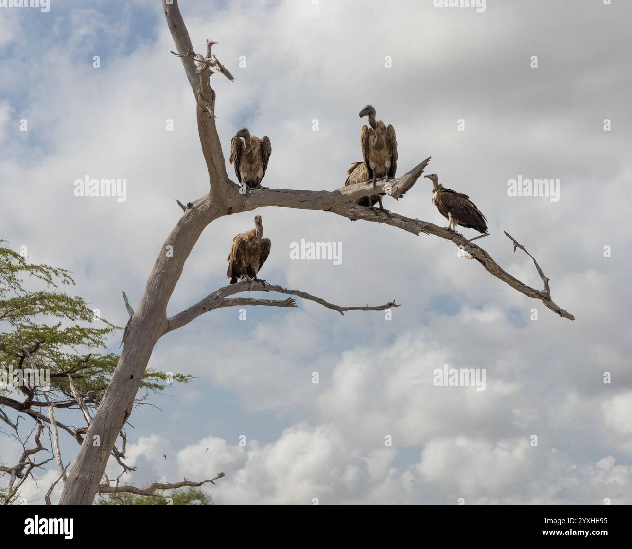 Drei Weissrückengeier und Rupells Gänsegeier auf einem Baum Stockfoto