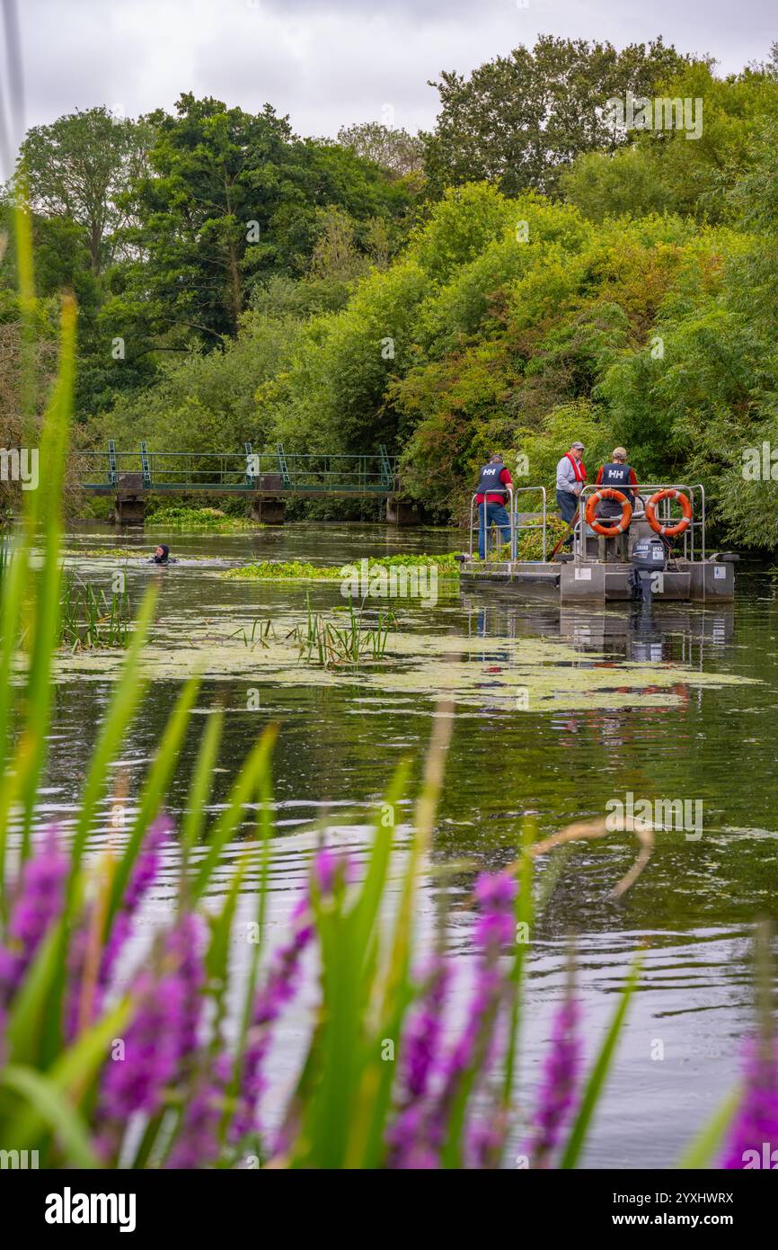 Taucher entfernen schwimmende Pennykraut aus dem Fluss Blackwater und Chelmer am Beeleigh Lock Maldon Essex Stockfoto
