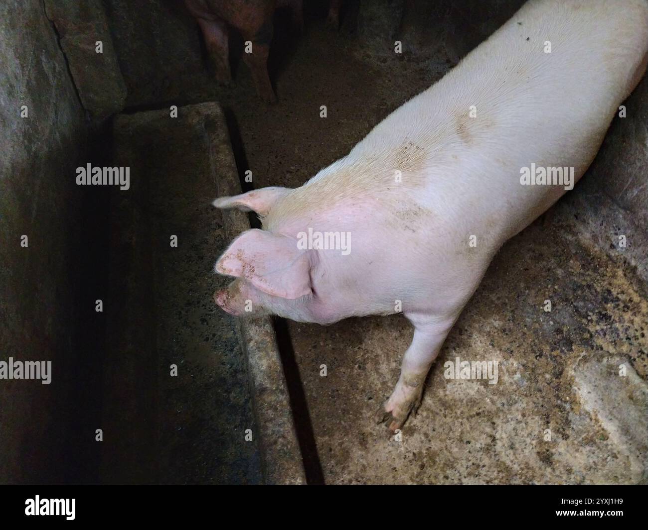 Ein Schwein in einem Schweinestall. Landwirtschaft. Schweineproduktion. Ein rosafarbenes Rindschwein ist zum leeren Trog gekommen und schnüffelt daran. Stockfoto