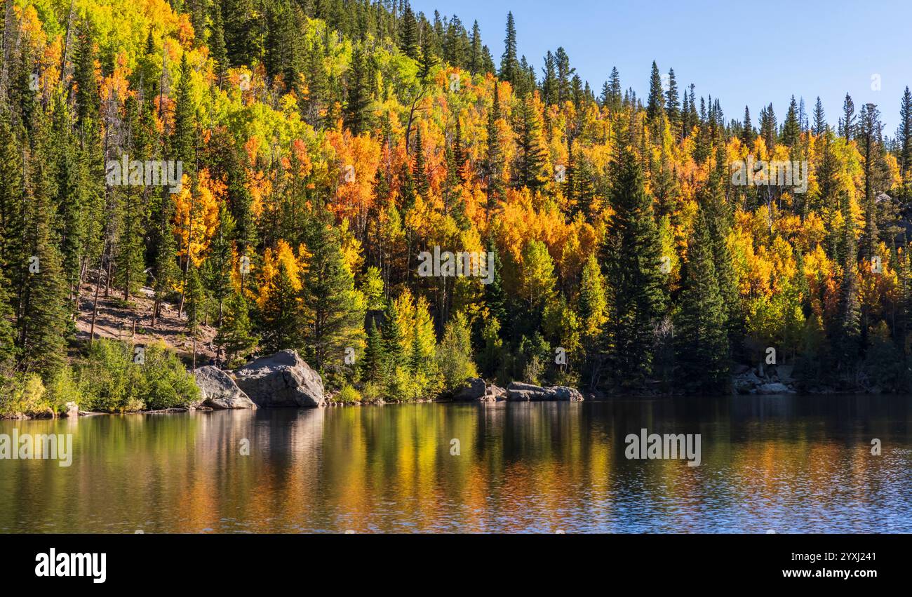 Ein Berghain mit grünen, goldenen und orangen bebenden Espenbäumen spiegelt sich im Bear Lake im Rocky Mountain National Park, Estes Park, Colorado. Stockfoto