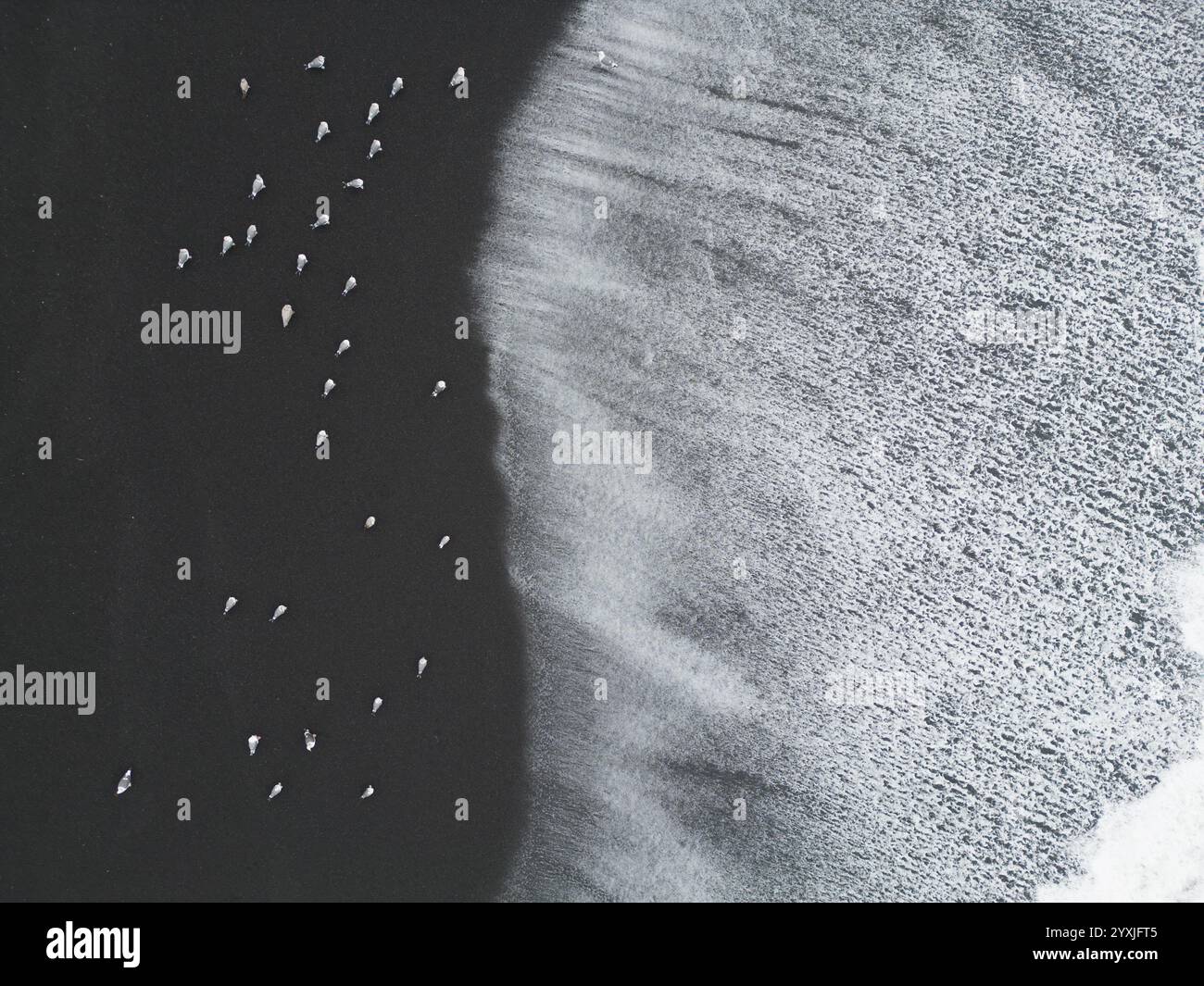 Eine Schar Möwen sitzt am Strand in Nordkalifornien, während Wellen über den schwarzen Sand in der Lost Coast in der Wildnis der Kings Range strömen. Eine Drohnenansicht. Stockfoto