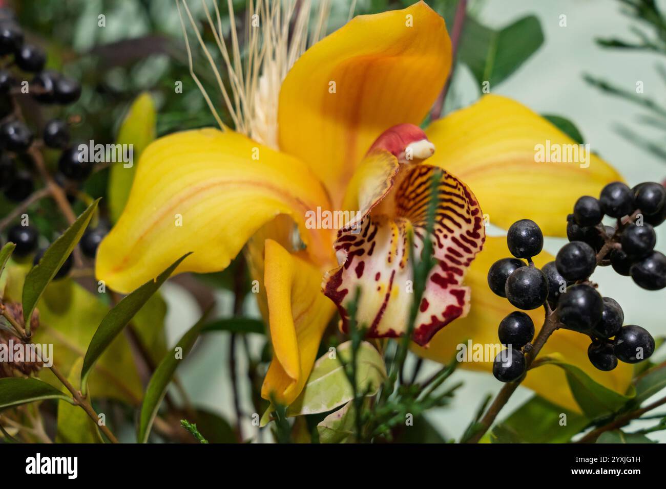 Eine atemberaubende gelbe Orchidee zeigt ihre komplizierten Muster, eingebettet zwischen verschiedenen grünen Blättern und dunklen Beeren, die ein farbenfrohes Herzstück bilden Stockfoto