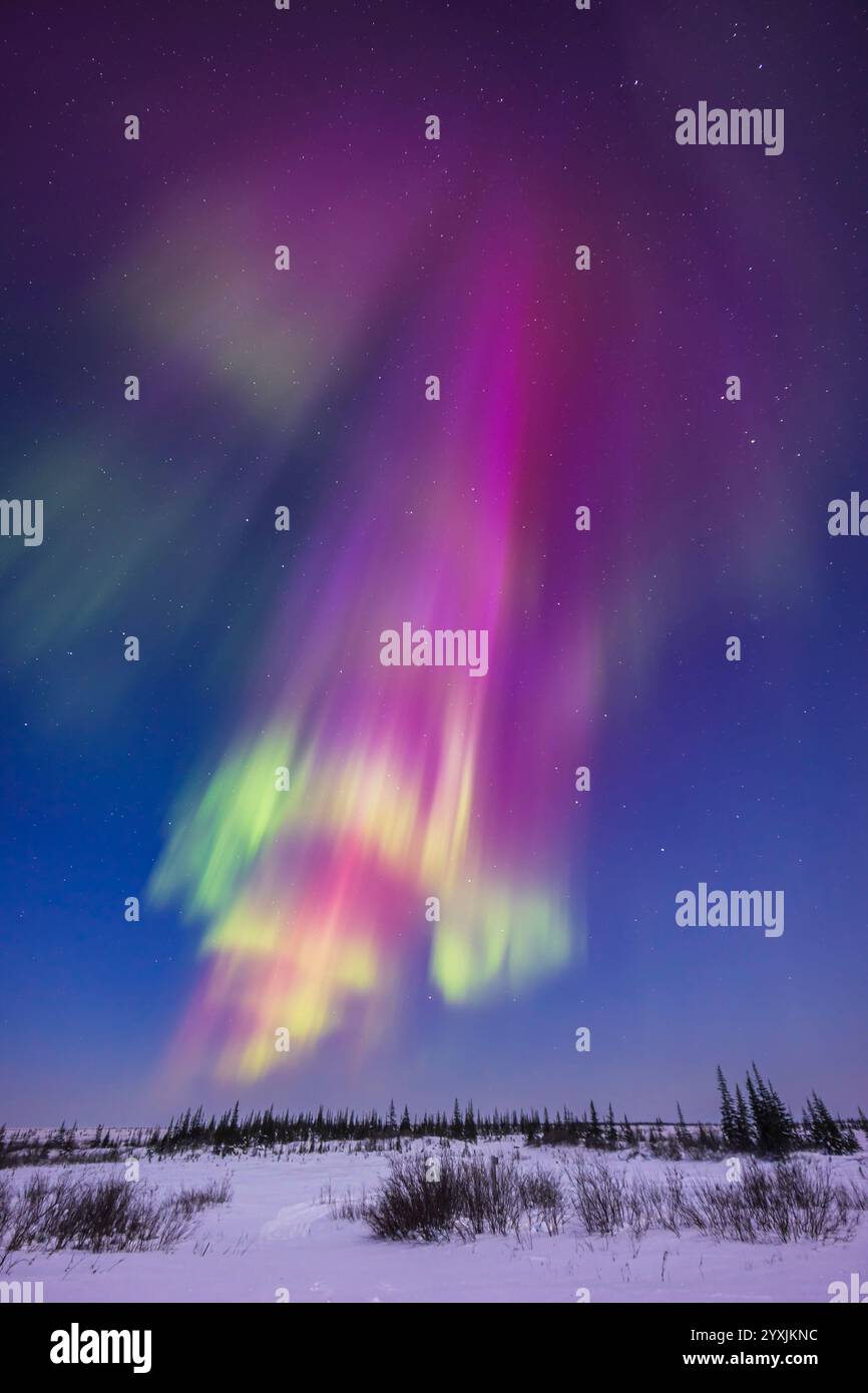 Farbenfrohe Auroralvorhänge erscheinen in der tiefen Dämmerung. Stockfoto