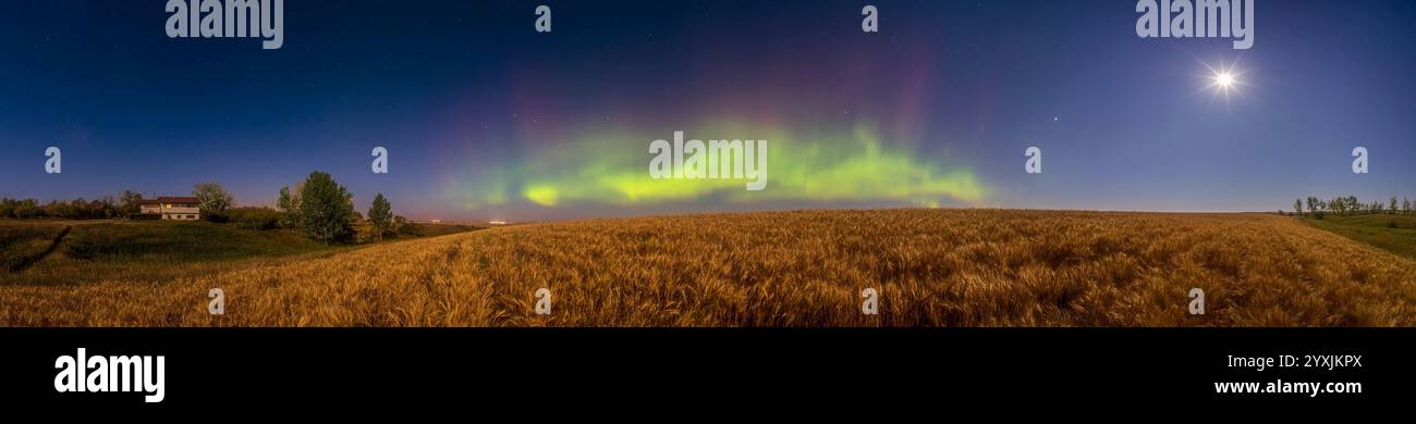 Panorama der Nordlichter über einem Weizenfeld im Süden Albertas, Kanada. Stockfoto