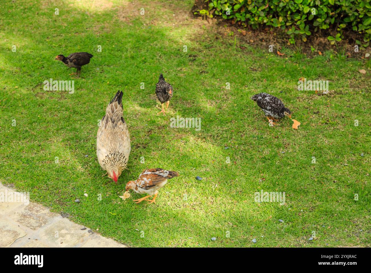 Eine Gruppe Hühner isst Gras auf einem Hof. Die Hühner haben verschiedene Größen und Farben, wobei einige braun und andere schwarz sind. Die Scen Stockfoto