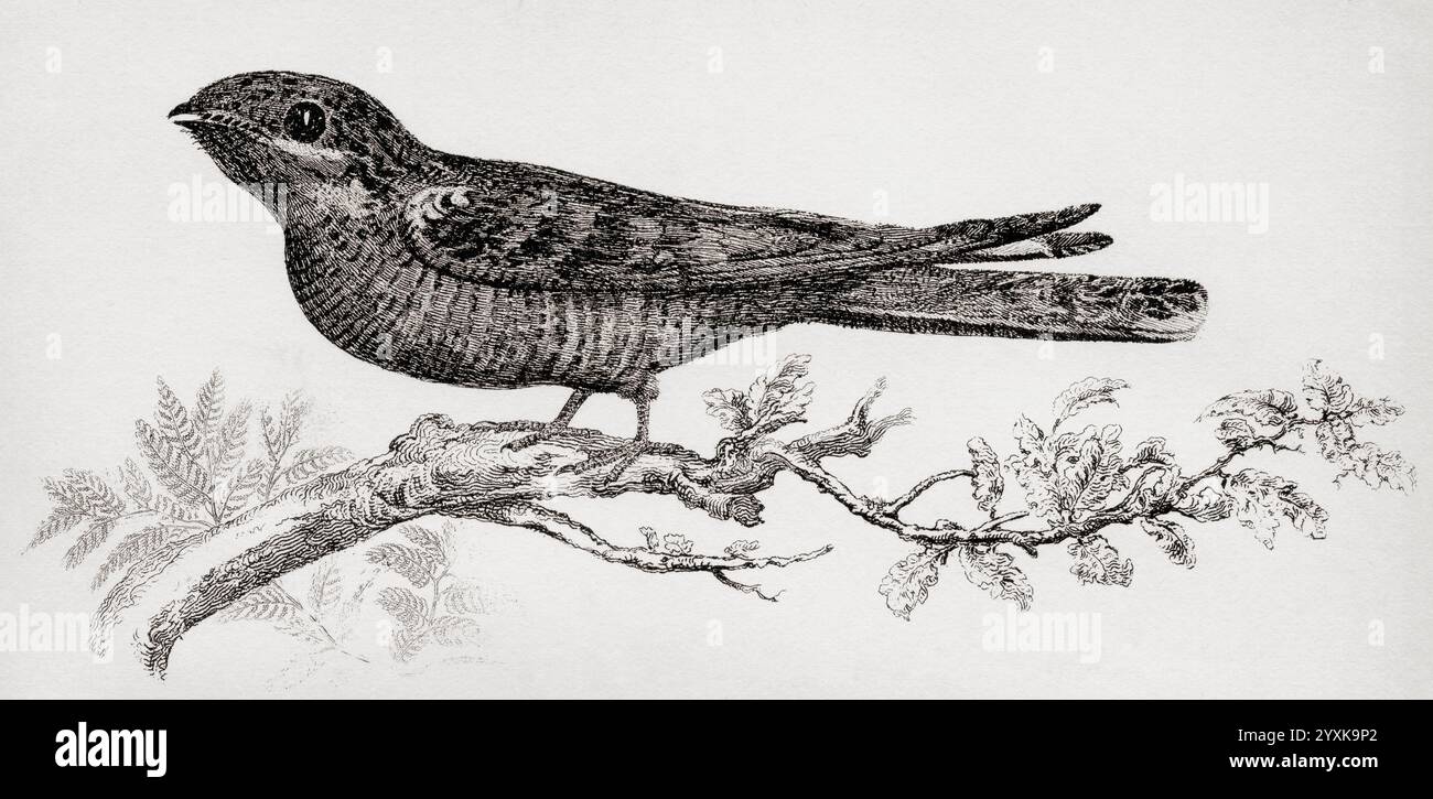 Die Europäische Nachtschwärze (Caprimulgus europaeus), gewöhnlicher Ziegenlutscher, eurasische Nachtschwärze oder Nachtschwärze. Aus der National Encyclopaedia: A Dictionary of Universal Knowledge, veröffentlicht um 1890 Stockfoto