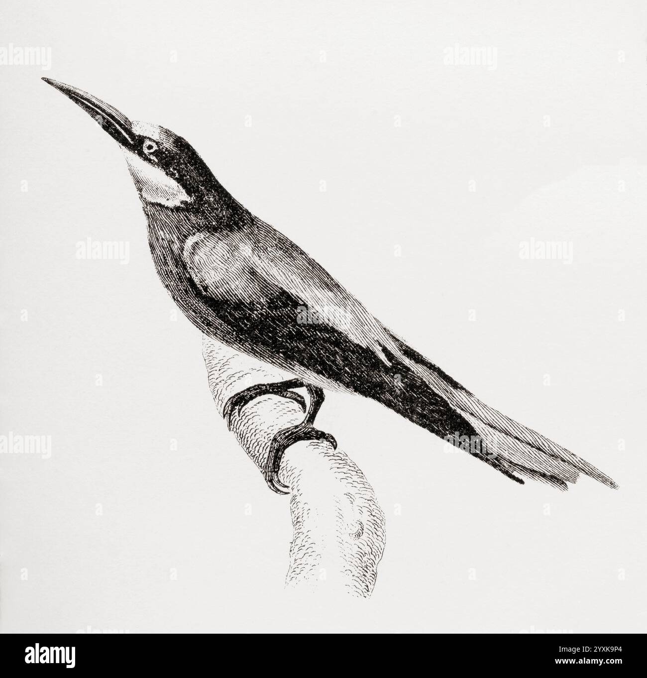 Der Europäische Bienenfresser (Merops apiaster). Aus der National Encyclopaedia: A Dictionary of Universal Knowledge, veröffentlicht um 1890 Stockfoto
