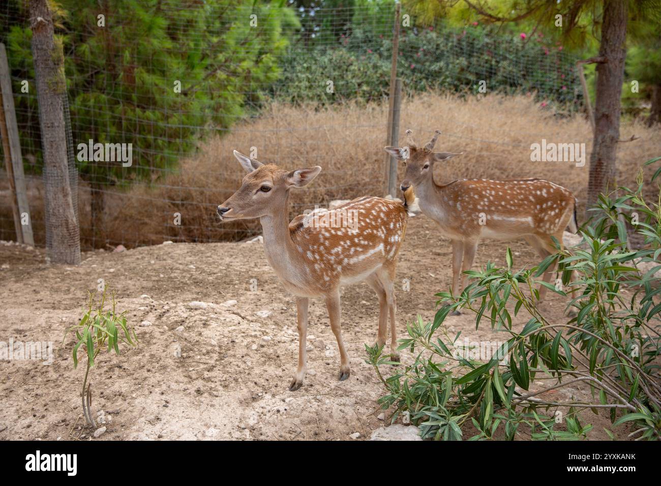 Damhirsche im Zoo. (Cervus elaphus) Stockfoto