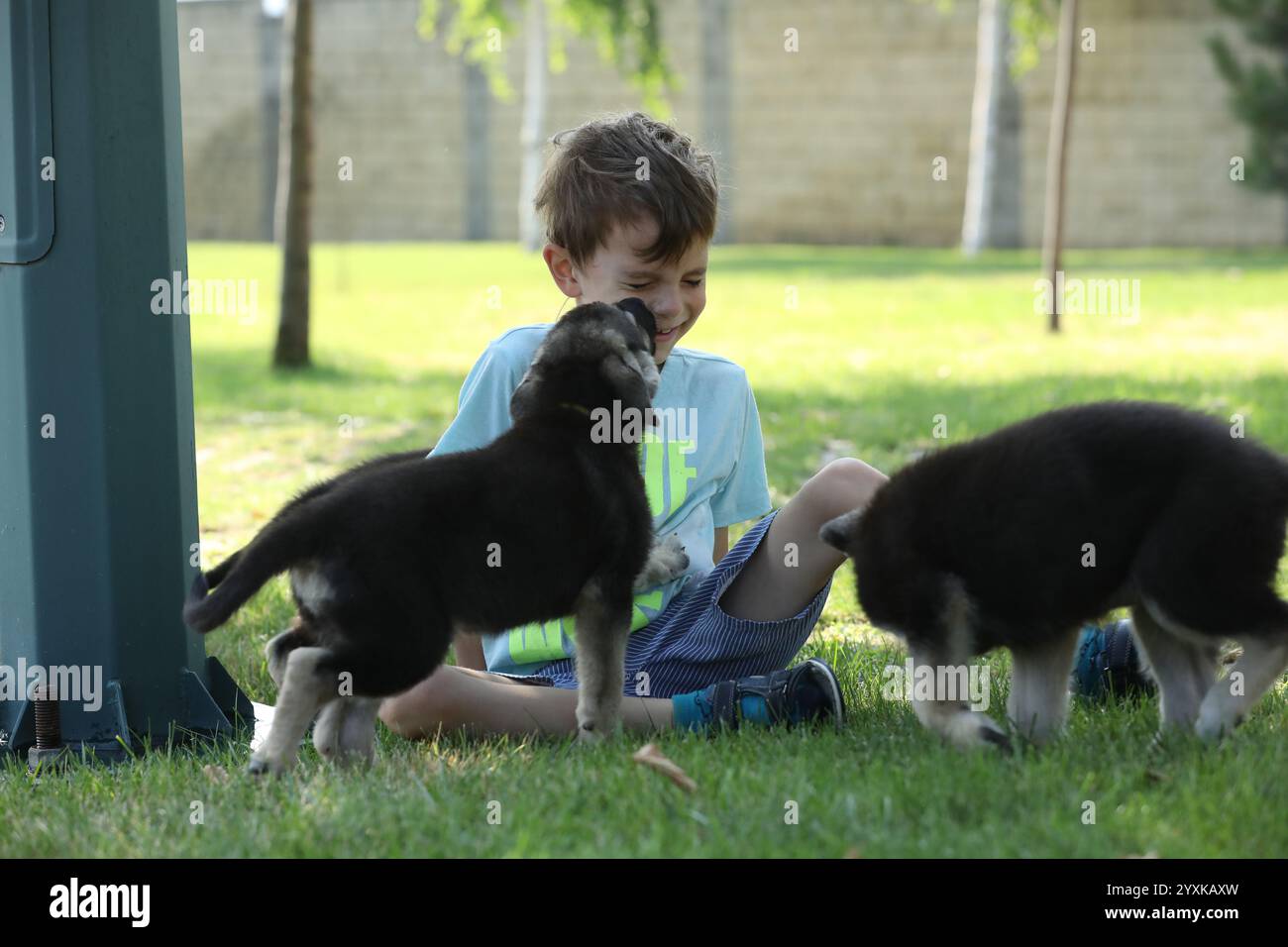 Süßer Junge, der mit Hirtenwelpen auf dem Gras im Sommerpark spielt Stockfoto