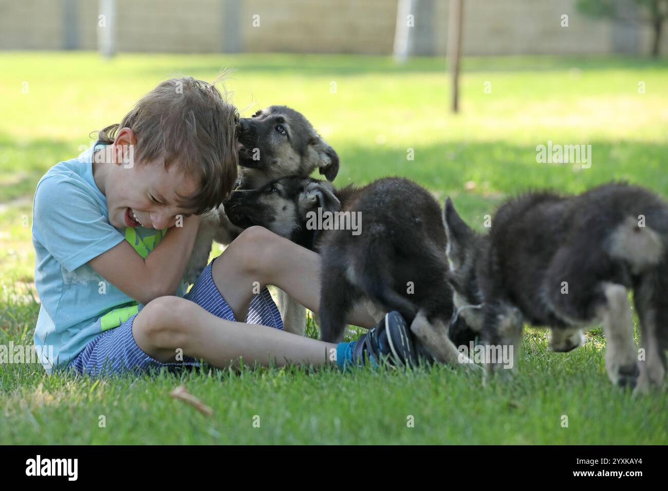 Süßer Junge, der mit Hirtenwelpen auf dem Gras im Sommerpark spielt Stockfoto