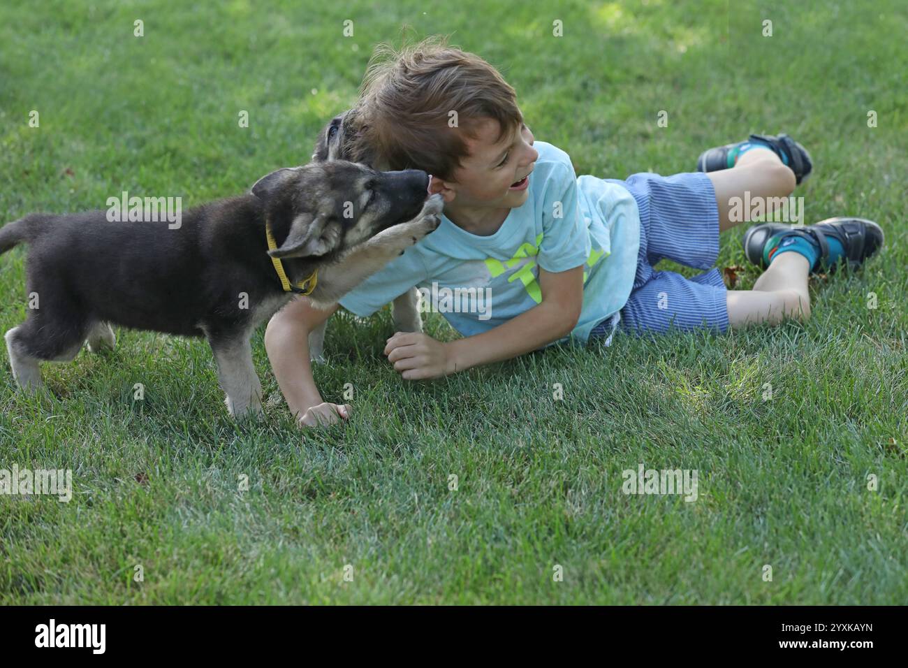 Süßer Junge, der mit Hirtenwelpen auf dem Gras im Sommerpark spielt Stockfoto
