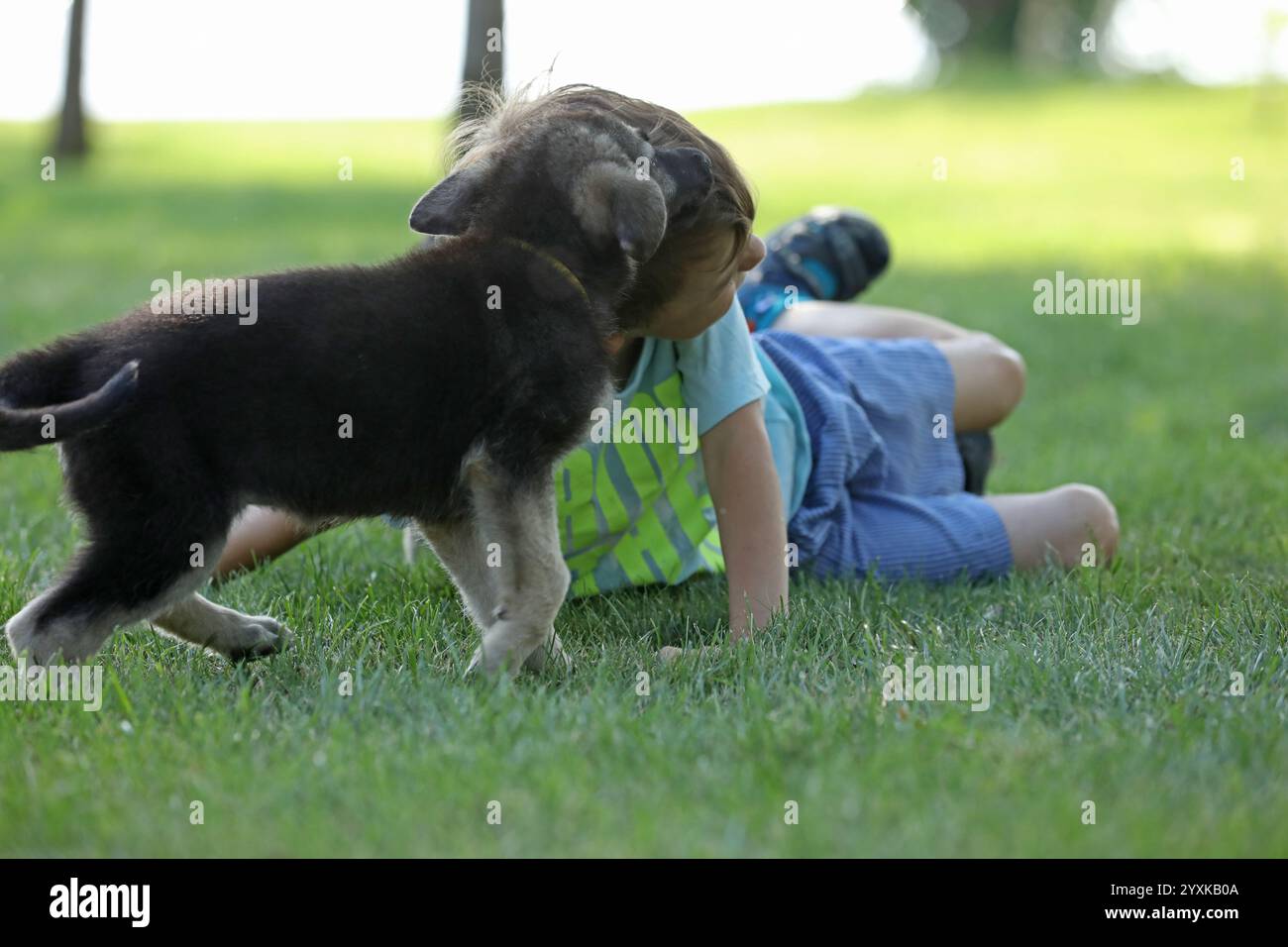 Süßer Junge, der mit Hirtenwelpen auf dem Gras im Sommerpark spielt Stockfoto