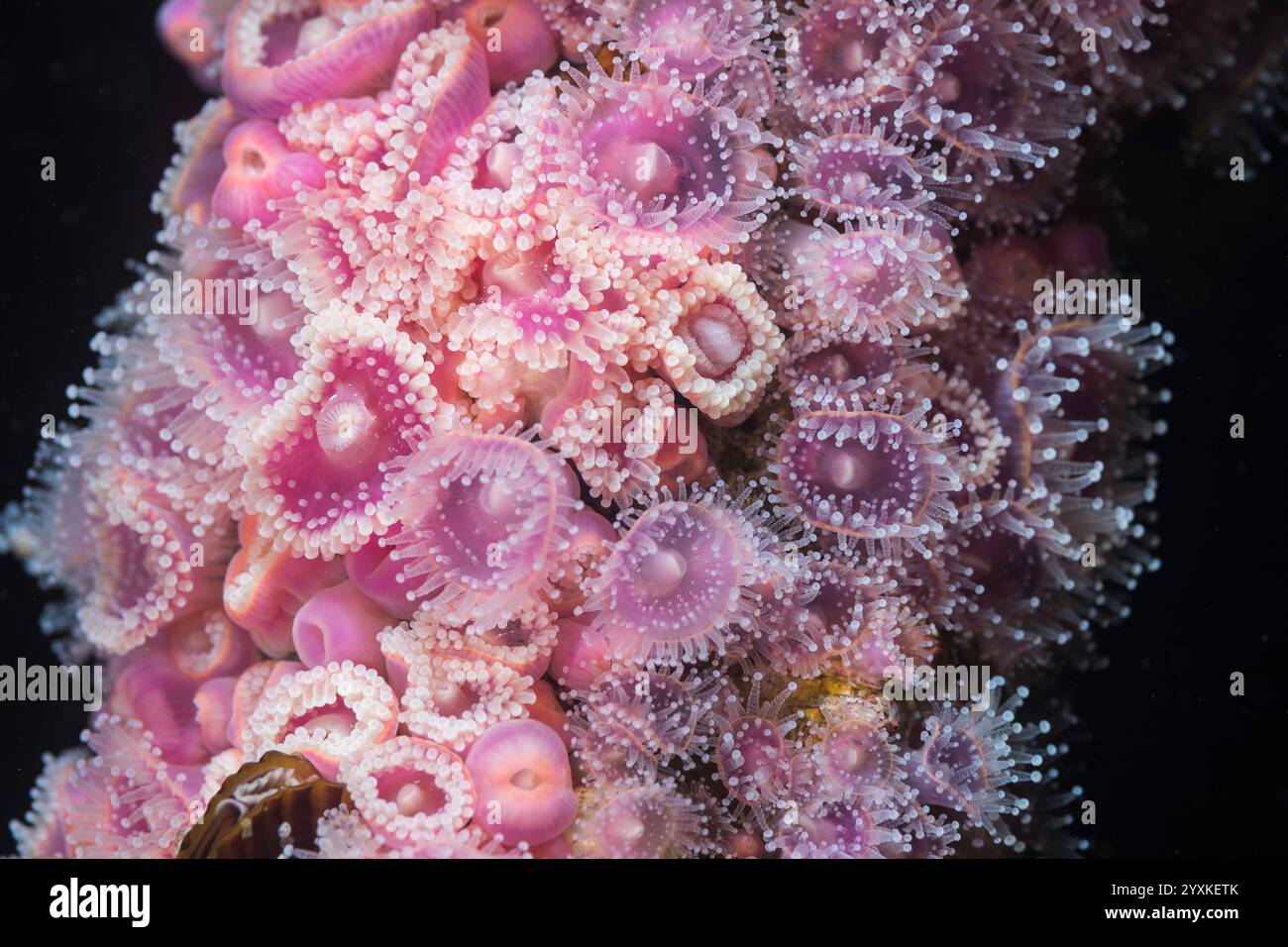Viele winzige Erdbeeranemonen (Actinia fragacea) bilden zusammen eine Kolonie, die einen Teil des Riffs in Rosa bedeckt Stockfoto